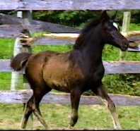 Barakel Egyptian Arabians presents the exotic Straight Egyptian Black Arabian mare, BKL Jahdiell sired by Barakel BlackStar out of the Alidaar granddaughter MJL Ale Daarla