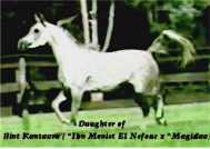 Barakel Egyptian Arabians presents the Straight Egyptian Arabian Mare, MB Kateena sired by Imperial Madheen and out of our Straight Egyptian Foundation mare, Bint Kantaara, Sired by MFA Mareekh Amir (sired by *El Mareekh, imported from the EAO and fondation stallion at St, Claire Egyptian Arabians) and out of the *Magidaa daughter,  AK Kantaara sired by the Bentwood Champion Straight Egyptian Arabian Stallion, *Ibn Moniet El Nefous,  and out of the immortal *Magidaa.  Bint Kantaara is a half sister to AK Shaikh through her dam AK Kantaara.