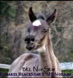 Barakel Egyptian Arabians presents the Straight Egyptian Black Arabian filly sired by Barakel BlackStar out of the imported black mare *MB Noraah.