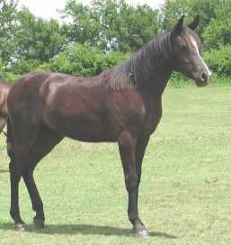 Barakel Egyptian Arabians presents the Straight Egyptian Black Arabian 2002 filly sired by Barakel BlackStar out of the imported black mare *MB Noraah.