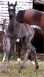 Barakel Egyptian Arabians presents the Straight Egyptian Black Arabian filly sired by Barakel BlackStar out of the imported black mare *MB Noraah.