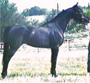 Stallion. Champion producer. DNA Tested Homozygous Black Sired by International .Champion Stallion, Coaltown, Reserve National Champion Stallion Italy. 