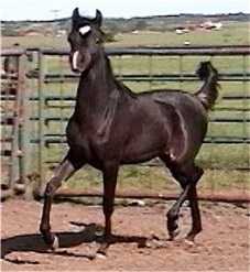 Barakel Egyptian Arabians bred 2000 Black Straight Egyptian Filly out of the Beautiful StoneBridge bred mare Tiaja.  Pedigree boasts the best in Straight Egyptian Arabian breeding.
 Her dam Tiaja was a beautiful grey Straight Egyptian mare bred by Stonebridge farms by Dr. John Coles